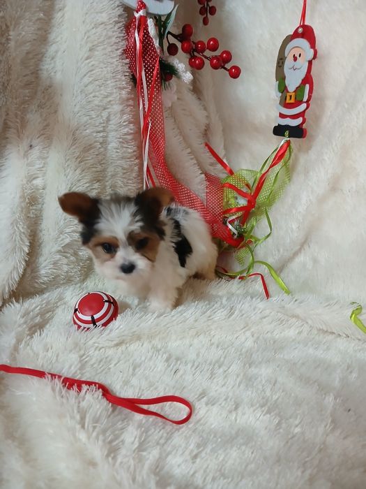 Biewer Terrier Fêmea Micro Lop Criadora Registada PT 3088 FL