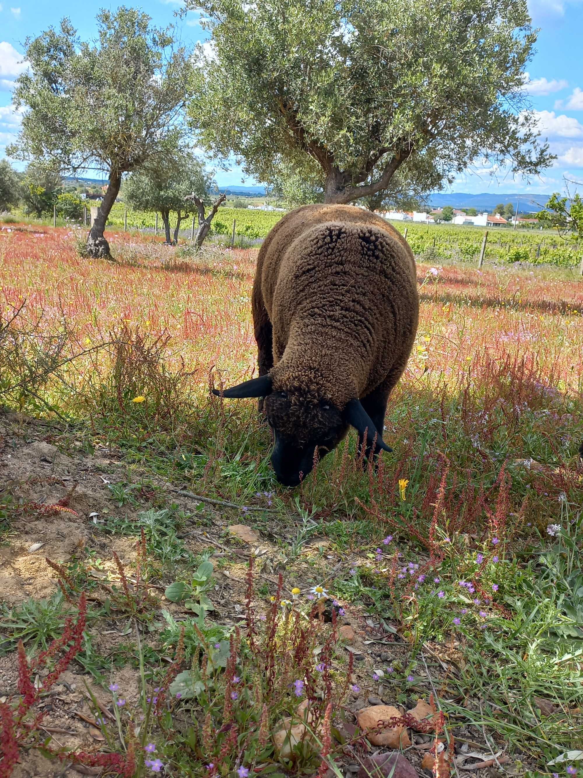 Borrego cruzado suffolk