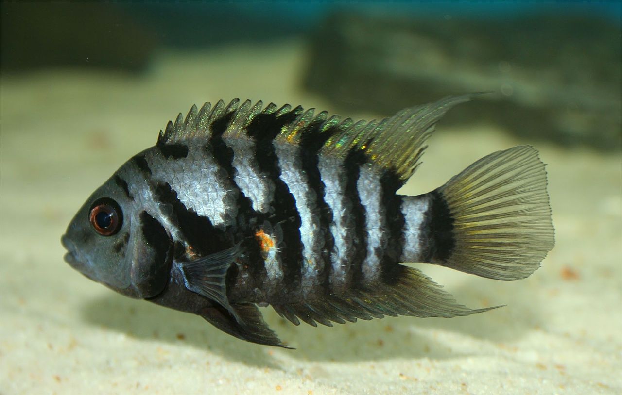 Pielęgnica zebra (Amatitlania nigrofasciata)
