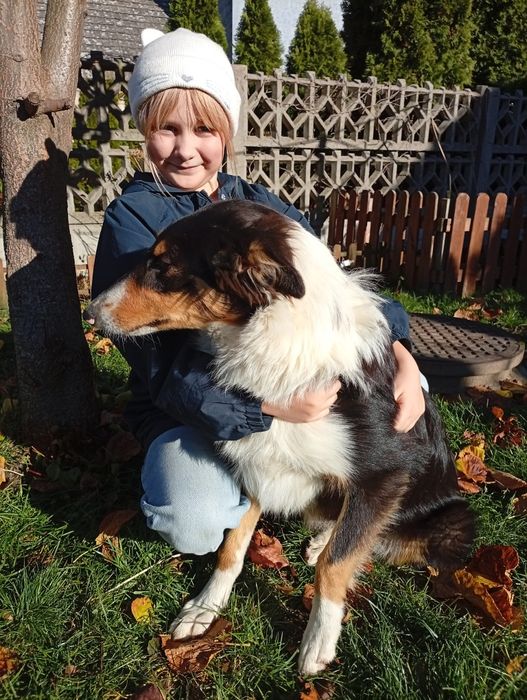 Owczarek szkocki collie