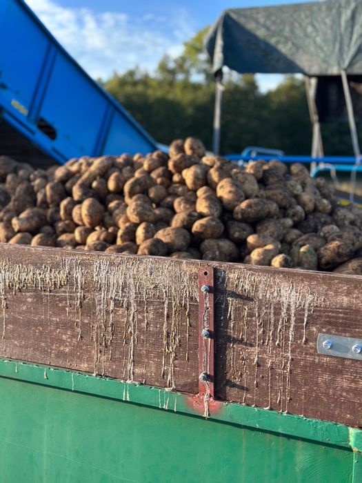 Ziemniaki od gospodarza Vineta JUREK Jelly