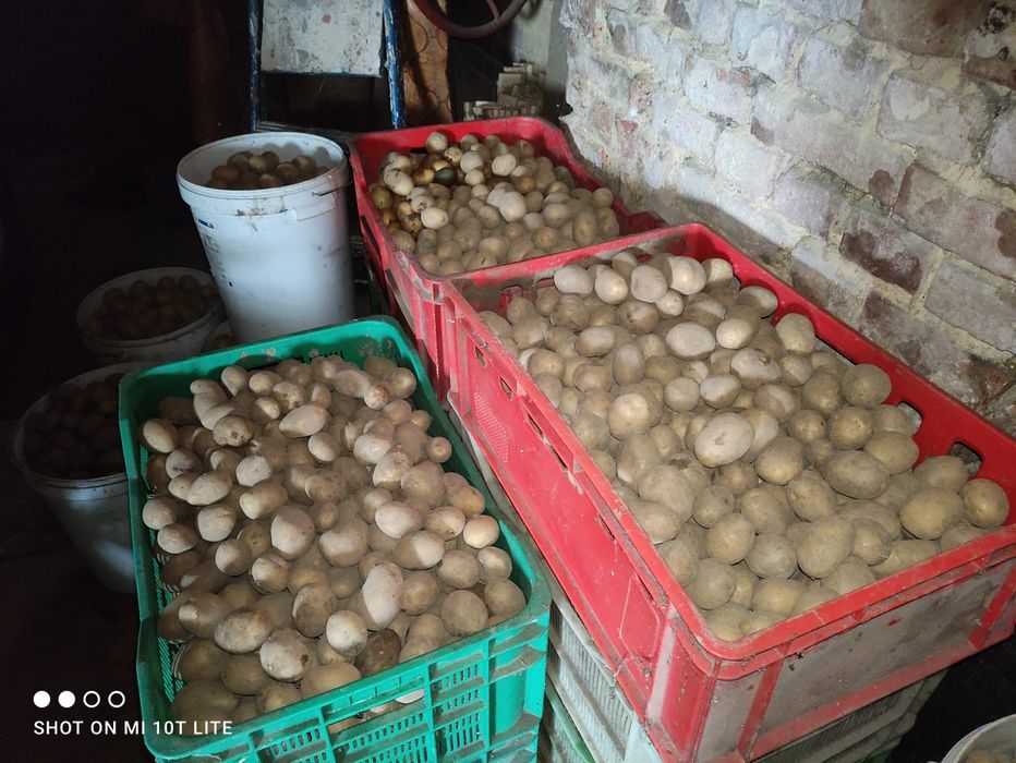 Ziemniaki sadzeniaki swojskie odmiana Soraya!