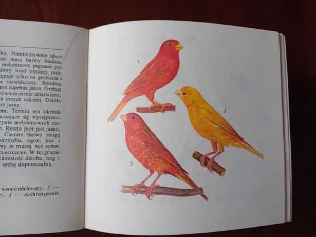 Korczak Jadwiga – Kanarki