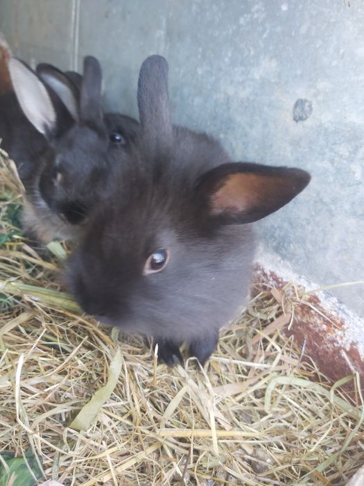 Sprzedam króliki miniatórki