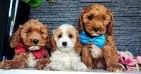 Cavapoo cavadoodle cavalier pudel