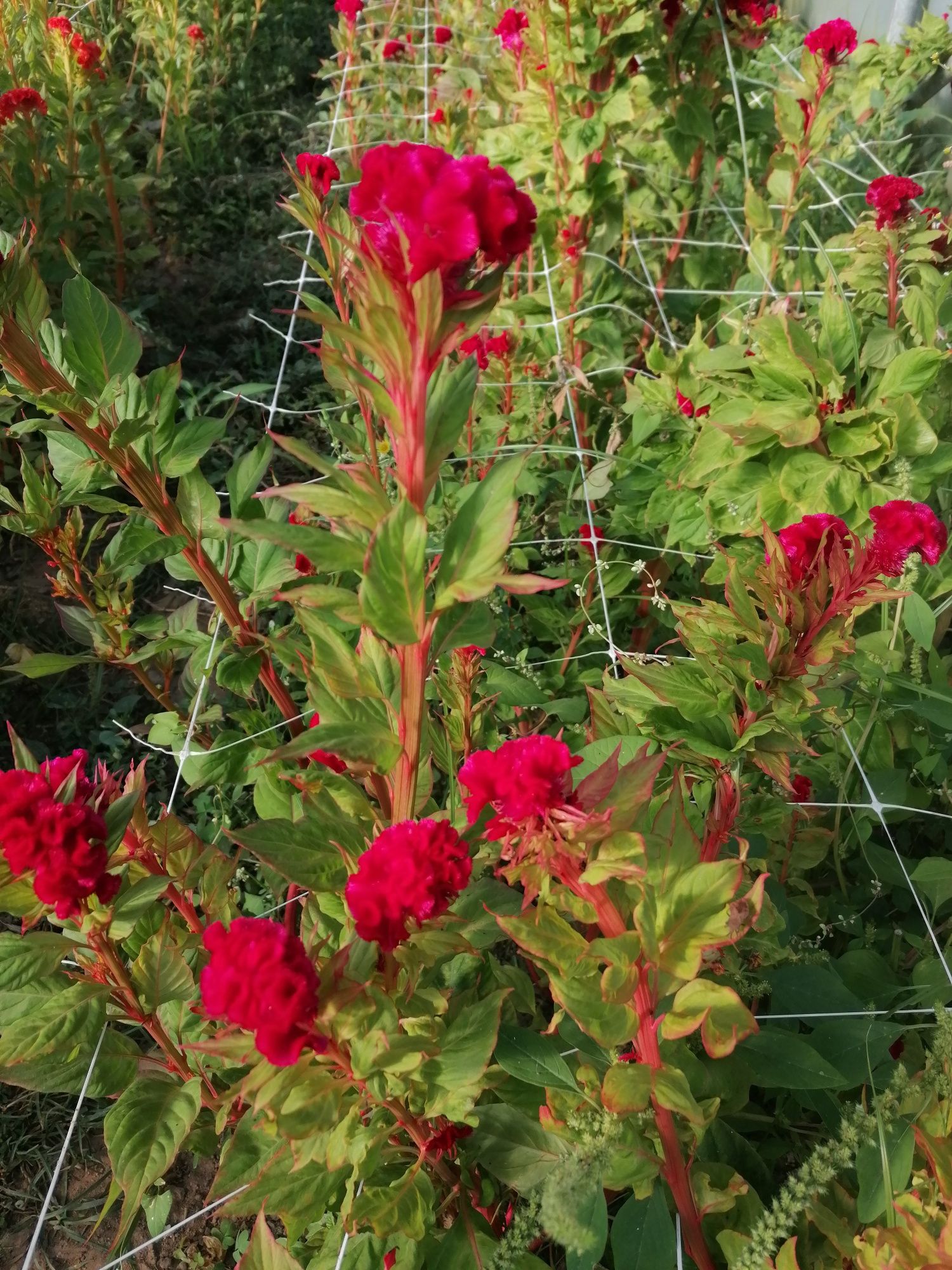 Flores de corte -