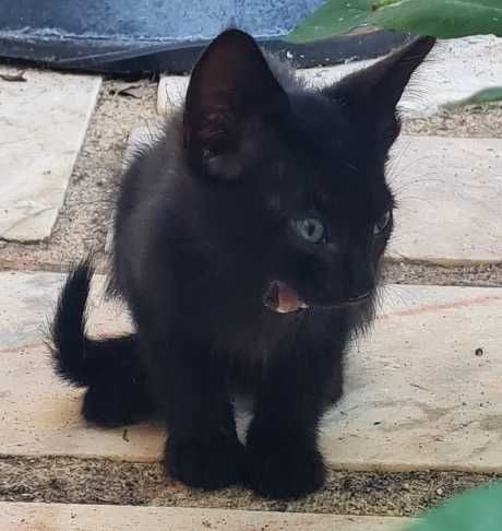 Gatinho "Flow" - adoção responsável / FAT