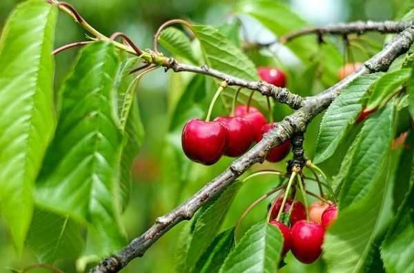 Plantas de Cerejeiras EXERTADAS