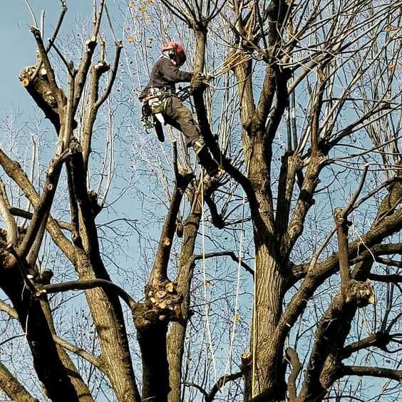 Спилювання та обрізка дерев Прибирання, вивезення відходів Благоустрій