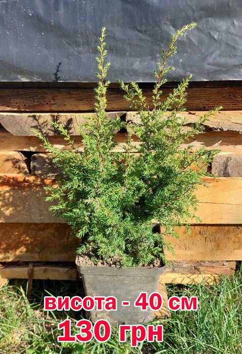 Ялівець/можжевельник вертикальний кущик Розпродаж