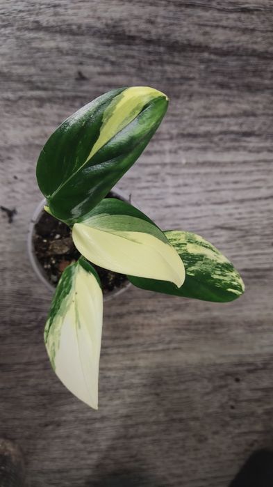 Монстера Адансона monstera adansonii, mint, variegated