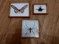 Owady (pająk, motyl, chrząszcz) w szkle. Ozdoba lub do kolekcji