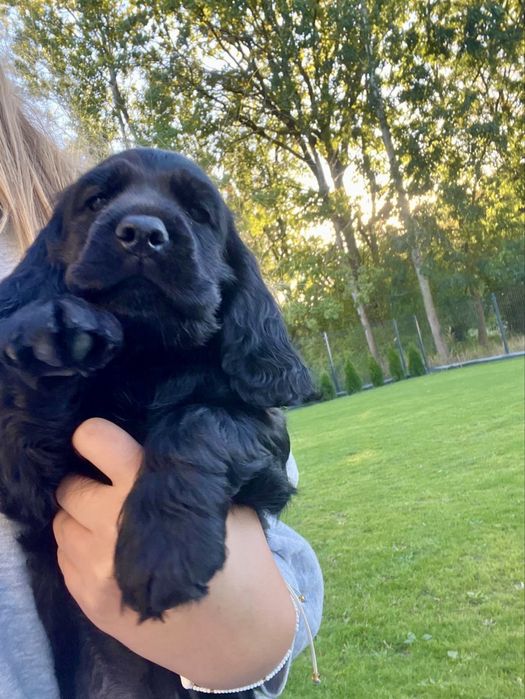 Cocker spaniel angielski