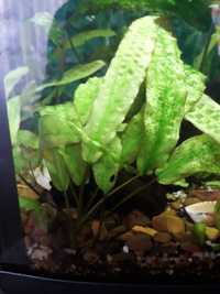 акваріумні рослини водорості аквариумные растения водоросли