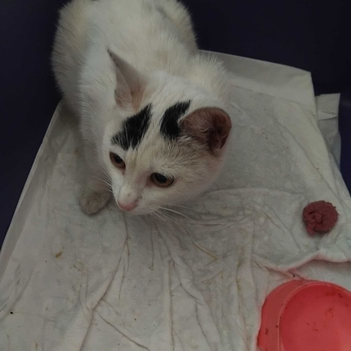 Киця кішка кошка кошечка у добрі руки