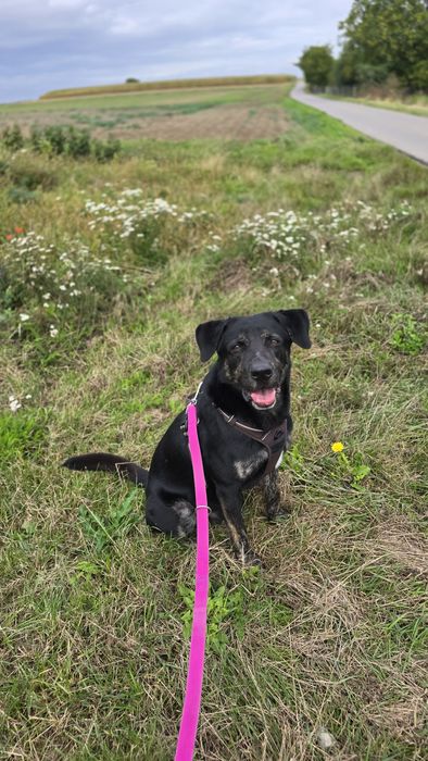 Młodziutki piesek Potter