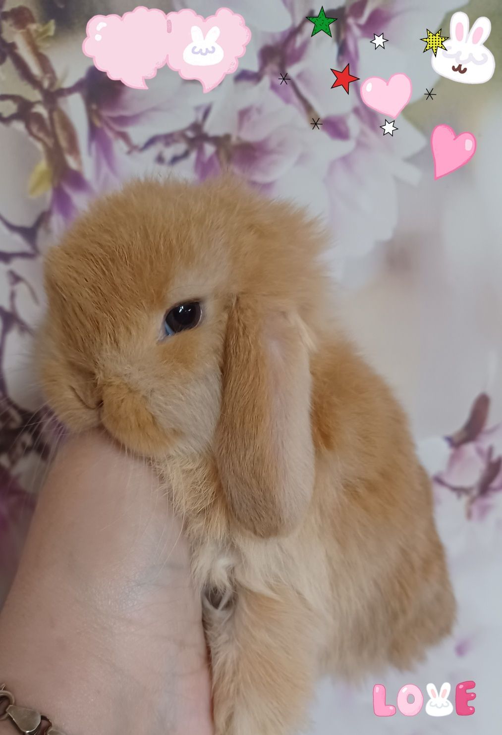 Kroliczki mini lop miniaturka hodowla zarejestrowana