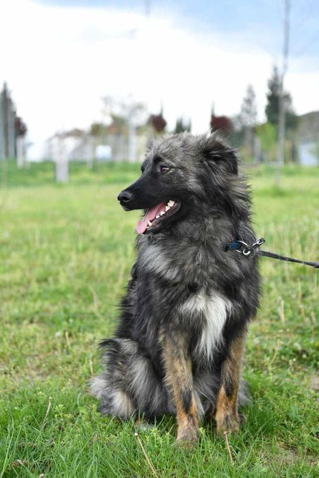 ROMUALD  1 rok , spokojny uratowany w Bułgarii do adopcji