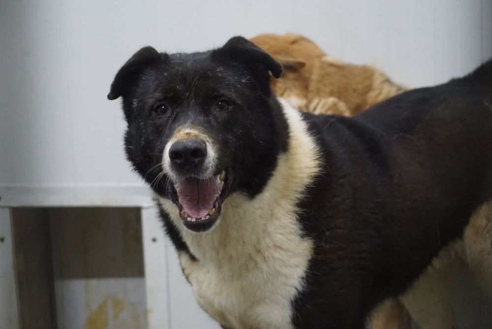 Border Collie mix Git szuka domu-schronisko Jasionka-aktualne