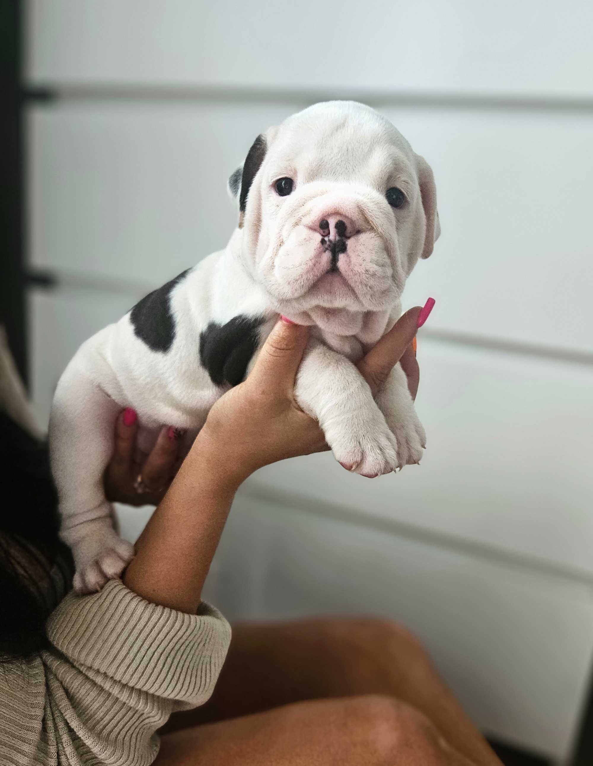 Buldog angielski