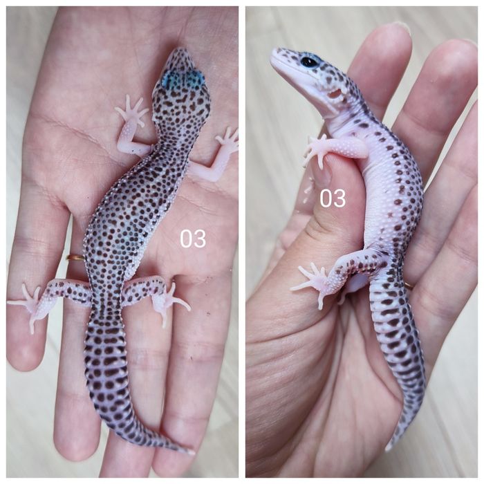 Młode gekony lamparcie, eublefary.