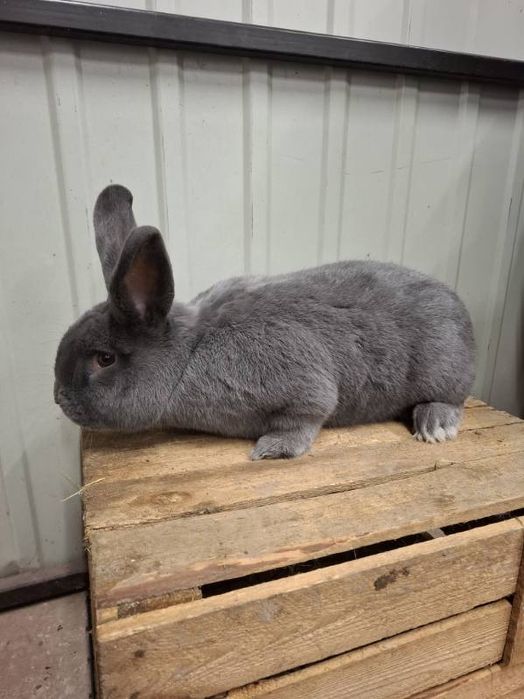 Wiedeński niebieski samiec