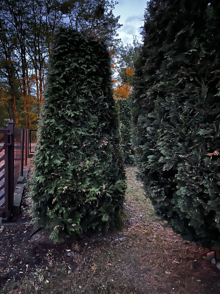 ODKOMARZANIE Opryski  na ćme bukszpanową , robaki , grzyby