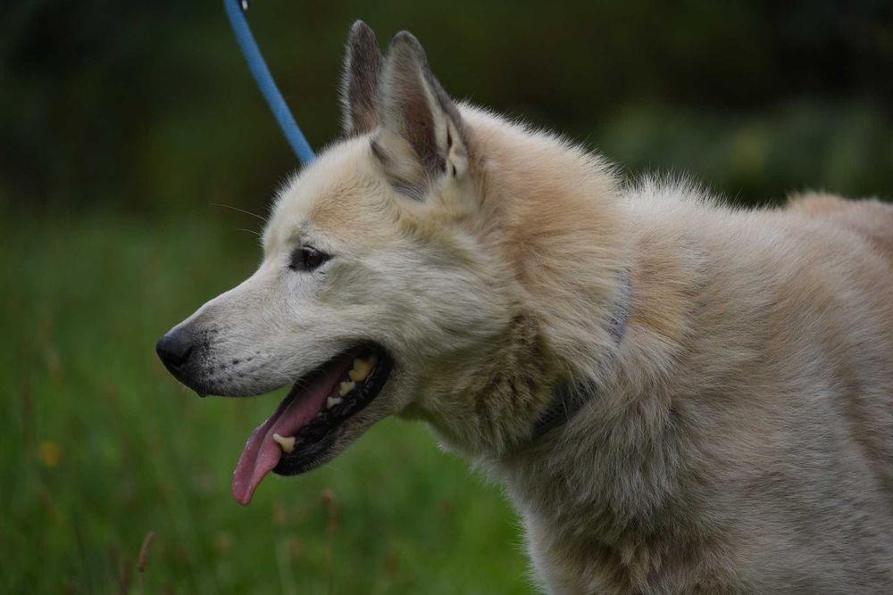 Atom - duży piesek do adopcji