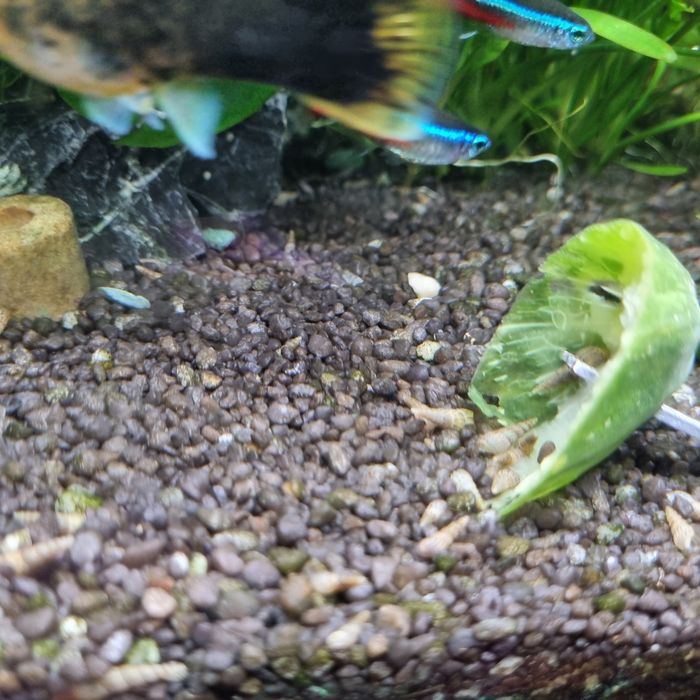 Ślimak ślimaki świderki