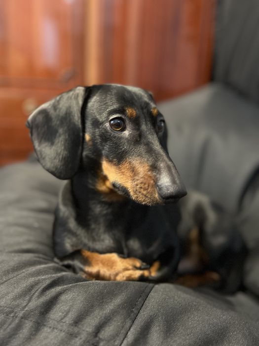 Такса хлопчик дл вязки