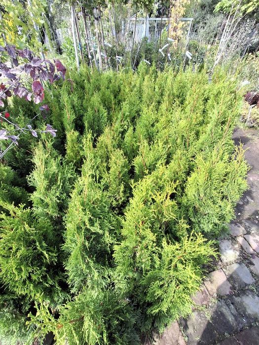 Thuja Żywotnik SZMARAGD- smaragd