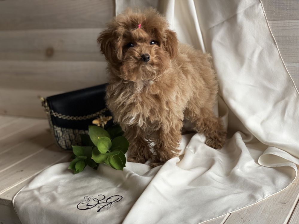 Micro Teacup Maltipoo f2 Red Braun