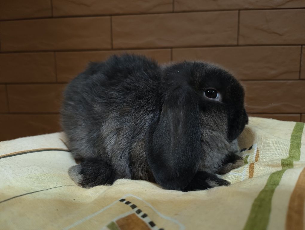 Sprzedam króliki mini baranki, mini lop, karzełek baran