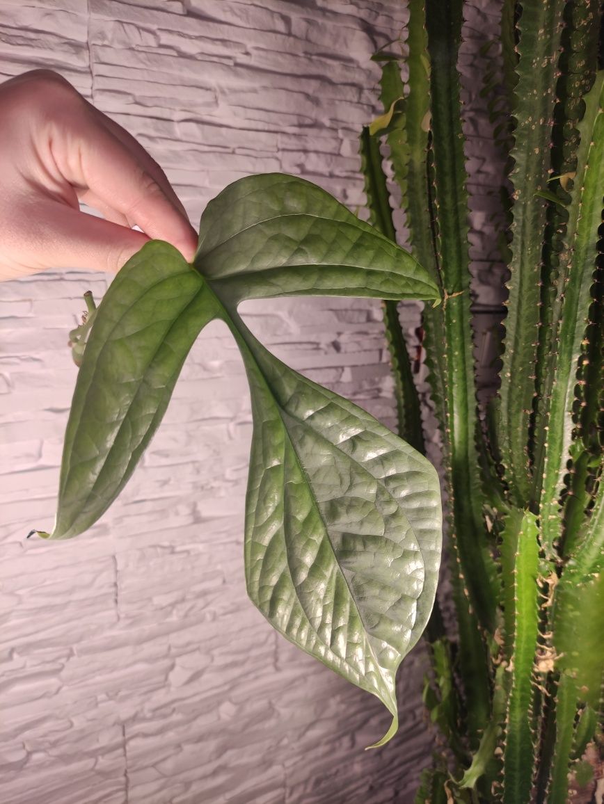 Amrydrium medium Silver / monstera Spiderman 16