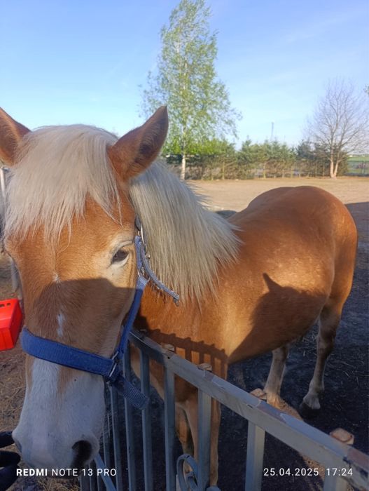 Sprzedam pięknego konia-bryczka gratis