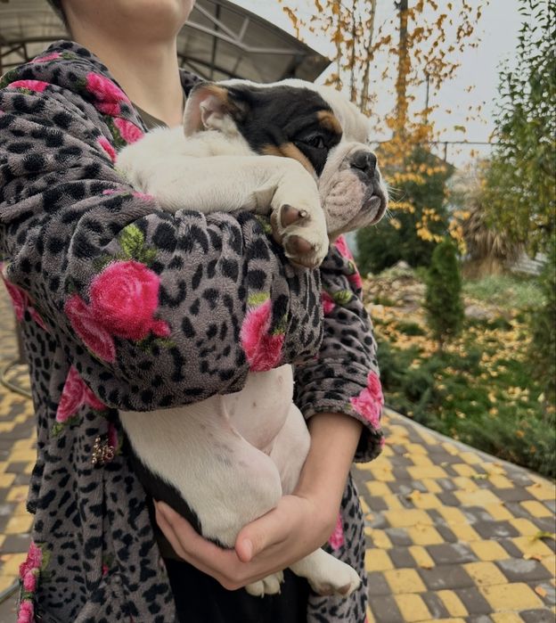 Крупна дісчинка Англійський бульдог