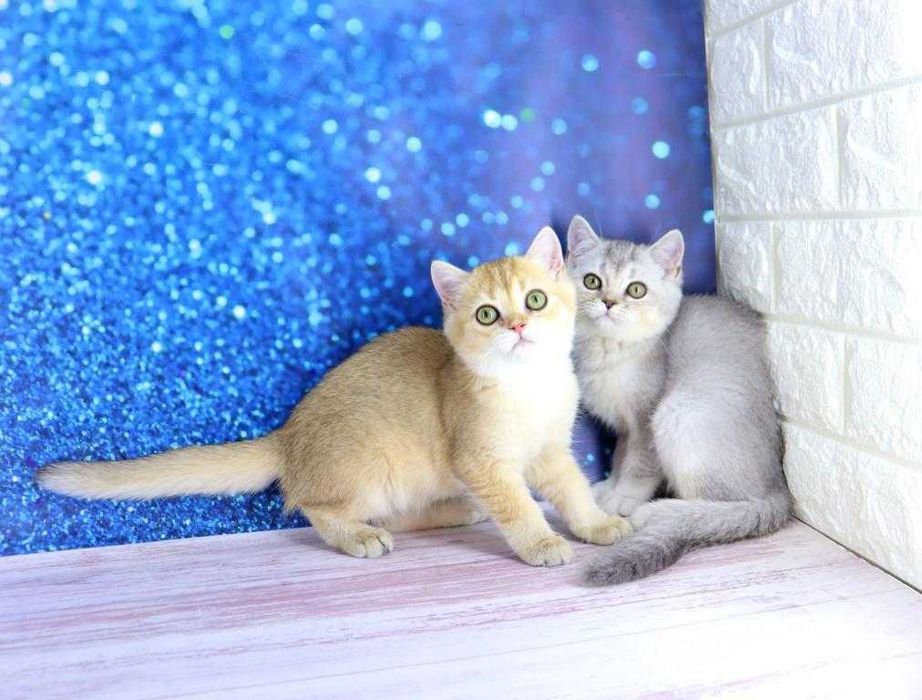 Очаровательные британские серебристые котята.