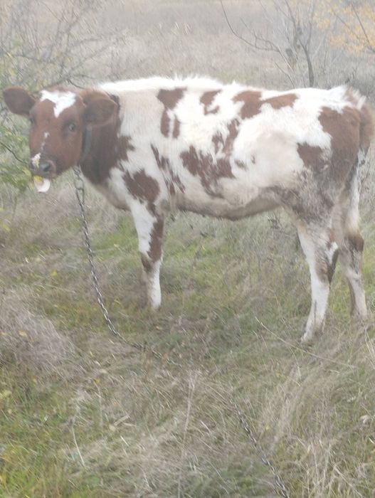 Продам тёлочку,звоните в любое время