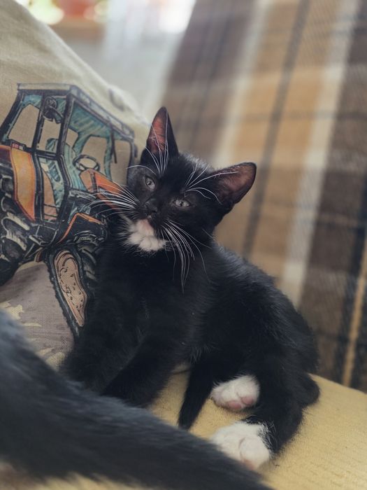 Oddam kotki w dobre ręce