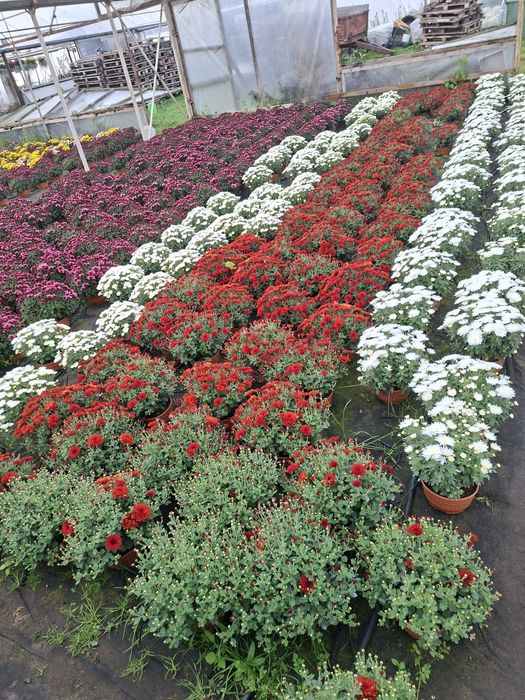 Chryzantemy pod dom na telefon