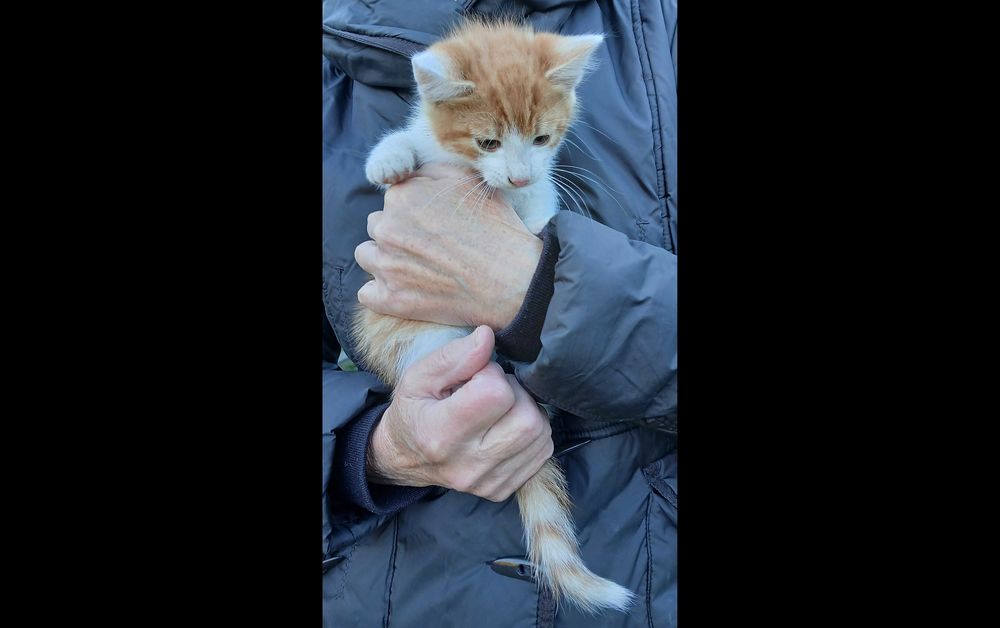 Oddam kocurka za darmo