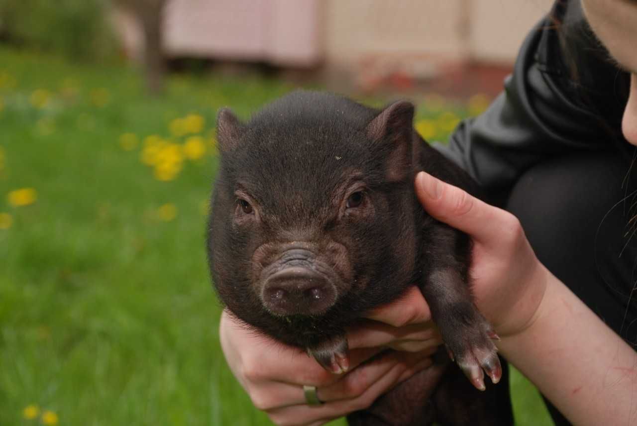 Поросята Mini Pig, карликовые свинки породы бергштрессер книрт