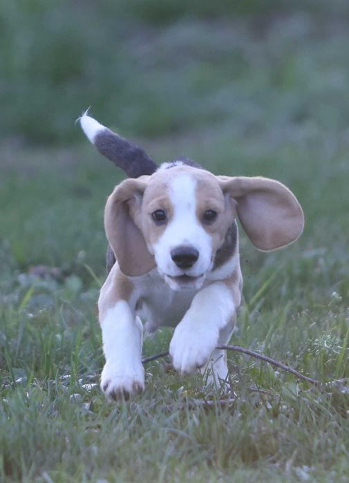 Краще цуценя бігля