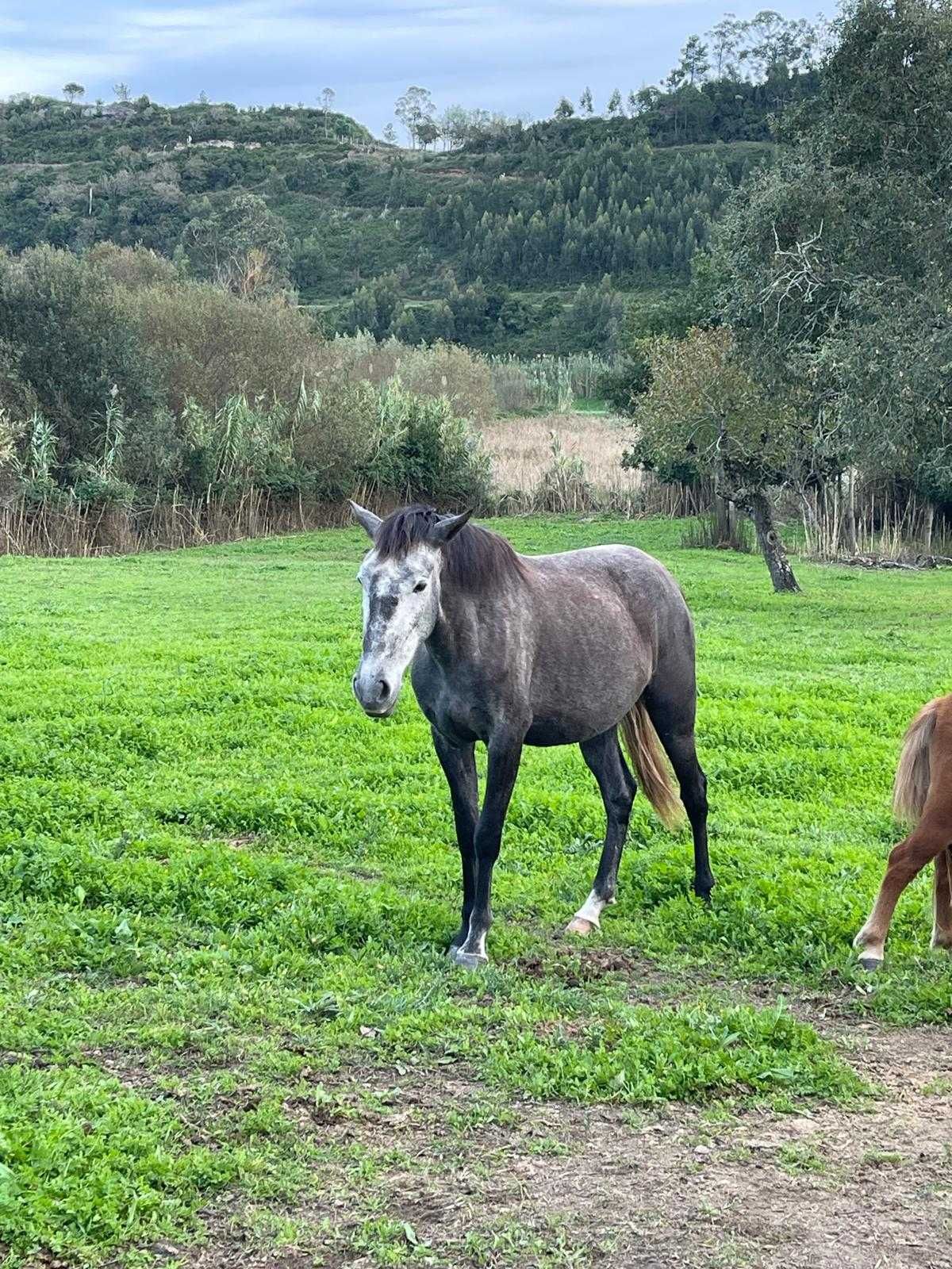 Cavalos e Poldras Lusitanos Montados