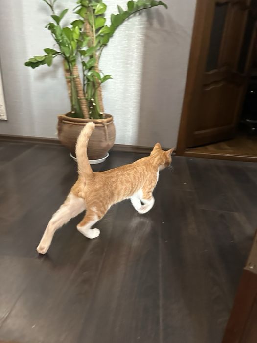 Отдам кота кіт безплатно безкоштовно