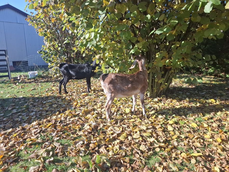 Koza anglonubijska  z 2022r