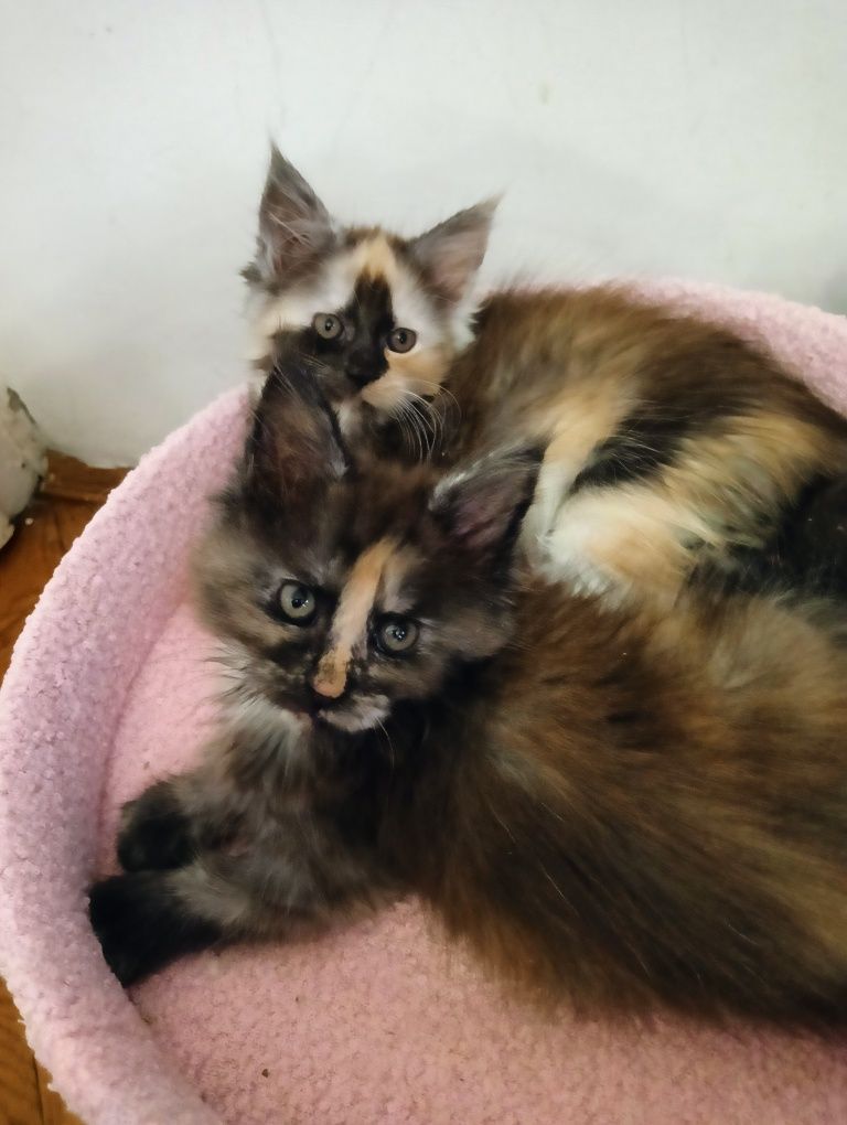 Maine coon przepiękna dymna szylkretka do hodowli FPL