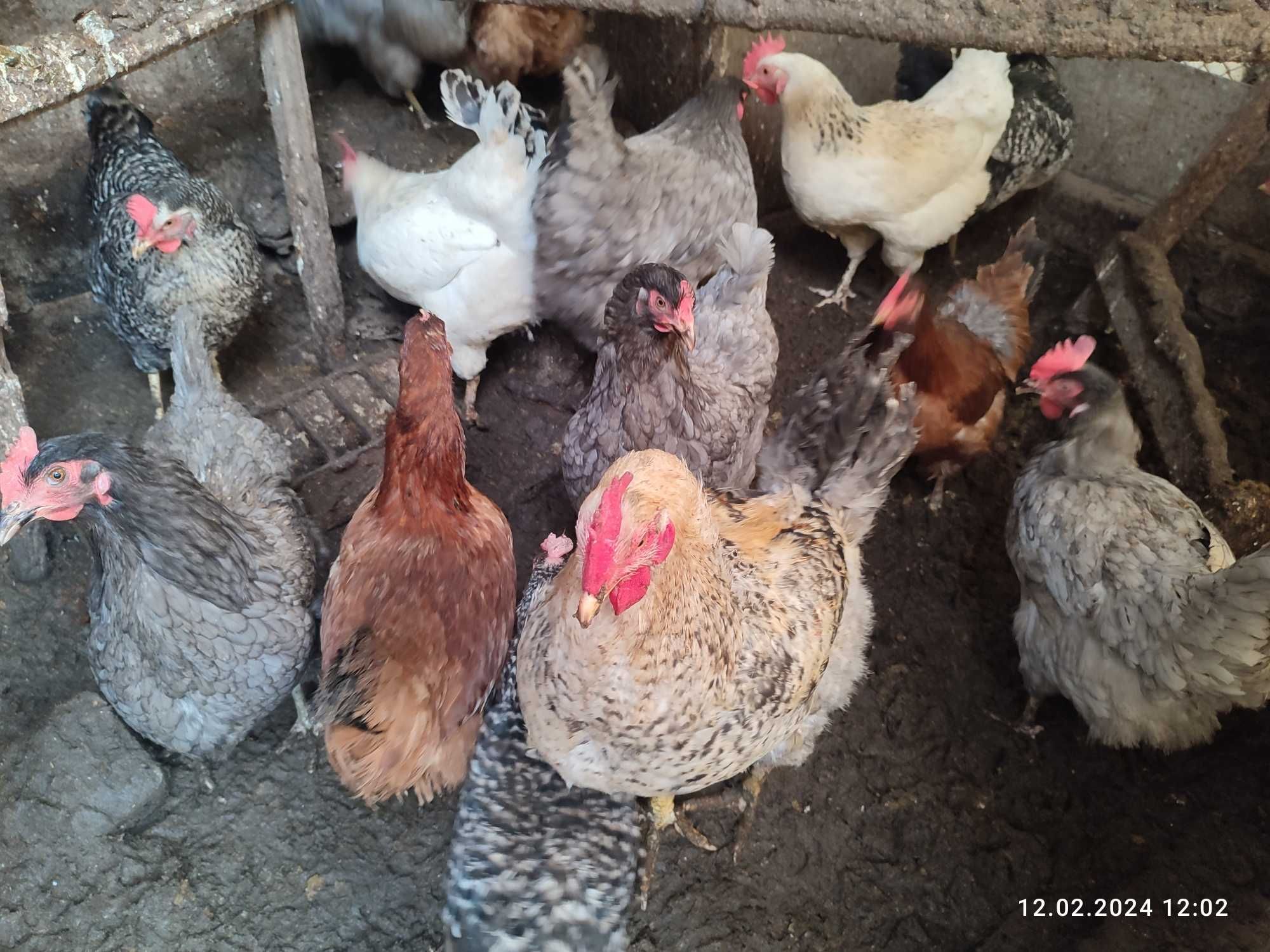 Продам кур - несушек и мясо-яичных пород. Одесса. Малиновский р-н