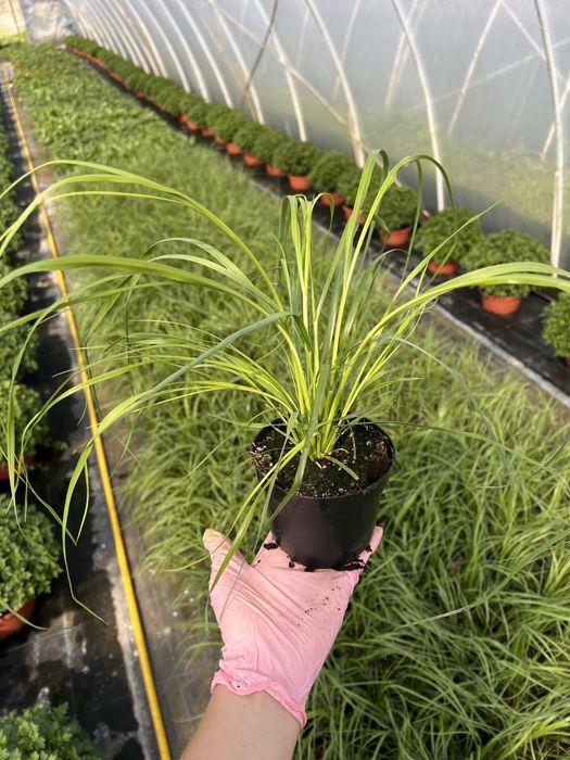 Trawa pampasowa biała różowa sadzonki 40 cm p10 cortaderia ozdobna