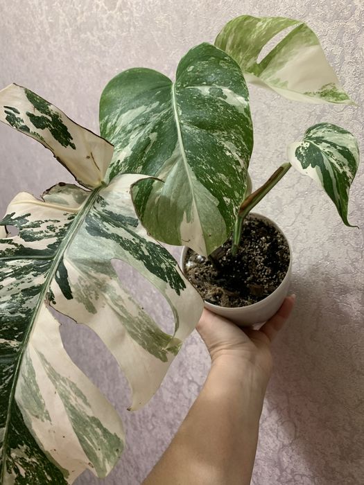 Продам монстеру Альба